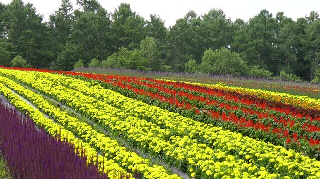 Static shot of vibrant flower fields at the foot of Mount Yatsugatake, Japan, featuring rows of bright yellow marigolds and red salvia blooms with a dense green forest backdrop, no camera movement.