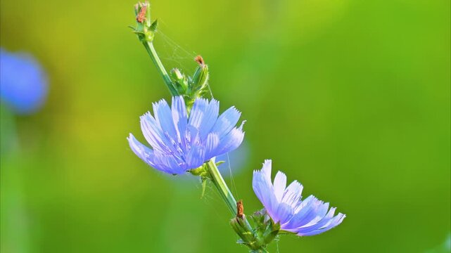 A video of a beautiful blue chicory flower in a meadow