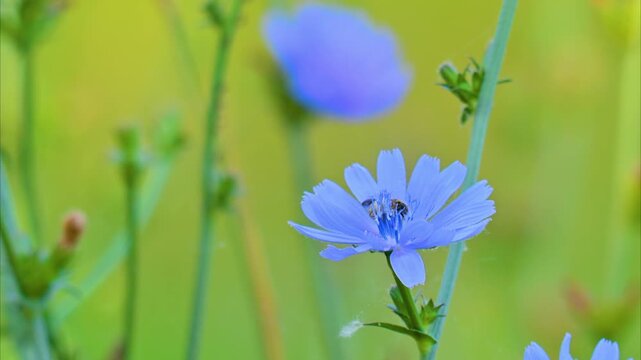 A video of a beautiful blue chicory flower in a meadow