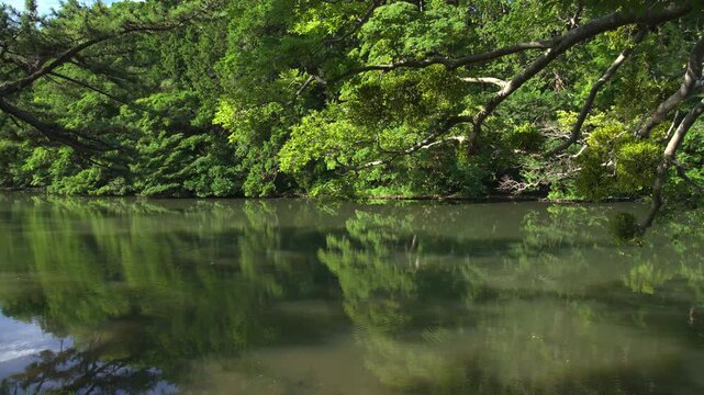 リフレクションした緑がきれいな島根県松江市の夏の松江城山公園_10bit_4:2:2_固定