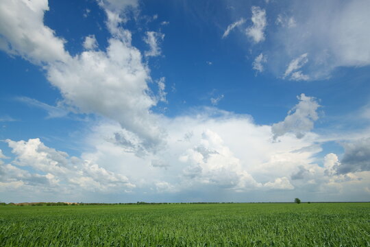 Green wheat field under bright blue sky with white fluffy clouds