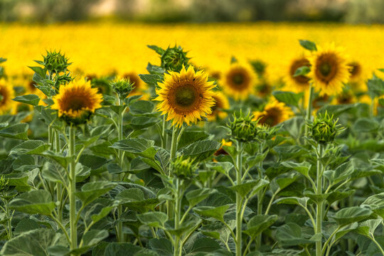 Blooming Sunflowers and Hills in Tokaj, Hungary