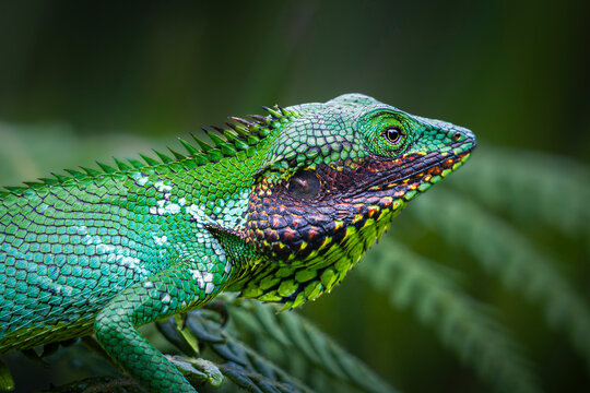 Close-up profile of a vibrant green Black-cheeked lizard (Calotes nigrilabris) with colorful scales in a Sri Lankan rainforest.
