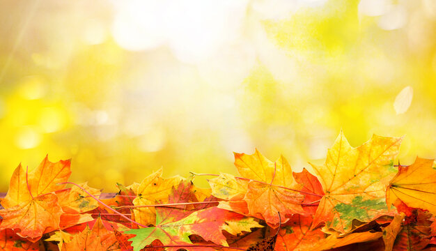 Fall scene in yellow color shades. Autumn background with shadow of maple tree leaves