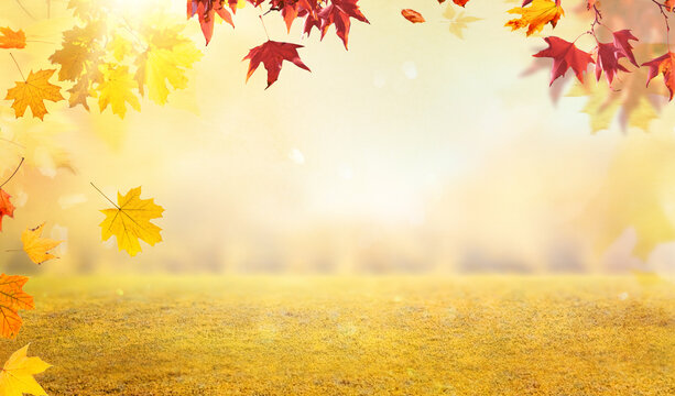 orange fall leaves in forest, autumn natural field background with blurred bokeh and sun rays