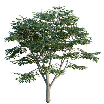 Fagus sylvatica tree, elevation, front view, cutout, transparent background, isolate, Realistic Lush Green Tree with Multiple Trunks on a Black Background &ndash; Perfect for Digital Art
