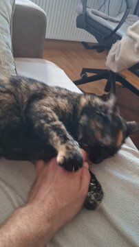A cute calico cat on the bed licking the owner's hand and its fur