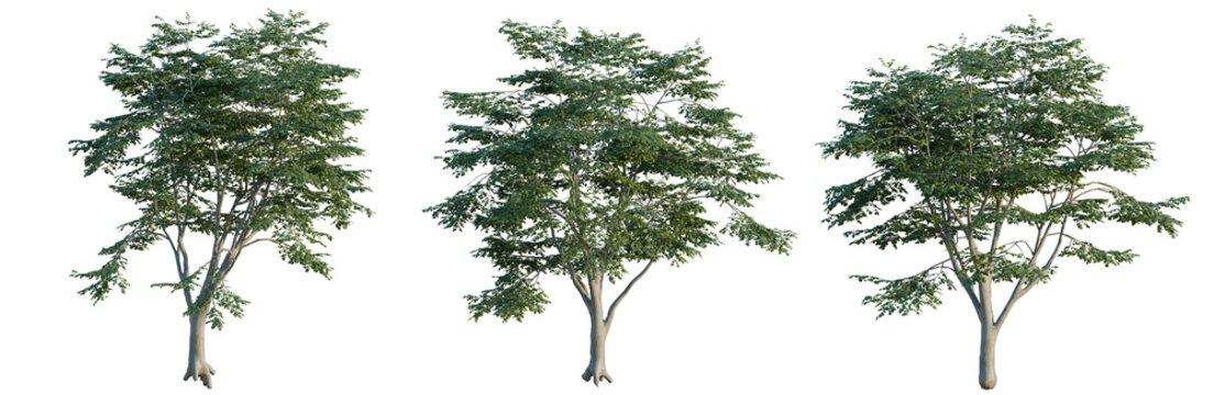 Fagus sylvatica tree, elevation, front view, cutout, transparent background, isolate, Three Green Trees with Alpha Channel - Perfect for Landscape Design and Visualization