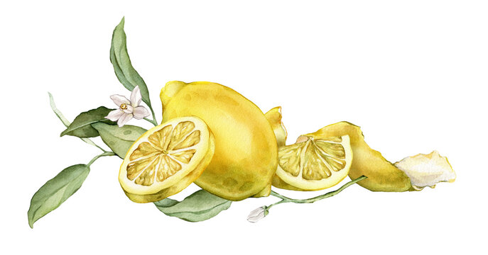 Hand drawn watercolor illustration with whole lemons, slices, green leaves, and flowers. Botanical mediterranean composition for kitchen decor, packaging designs, or stationery