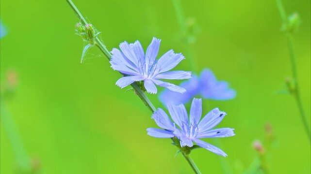 A video of a beautiful blue chicory flower in a meadow