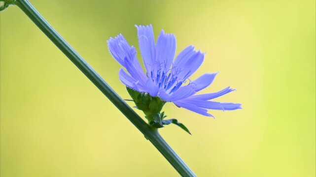 A video of a beautiful blue chicory flower in a meadow