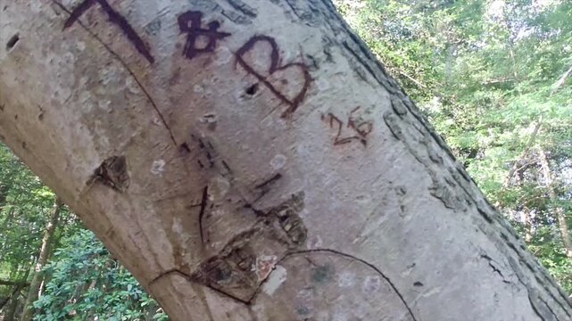 Unsightly graffiti carved into a tree's bark.