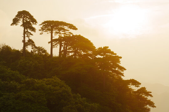 The sun shines over the lush pine trees growing on the steep cliffs of Sanqingshan Mountain in Jiangxi province of China during a beautiful golden sunset
