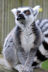 Fototapeta premium Ring-tailed lemur sticking out its tongue in a close-up portrait