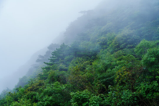 Dense green forest covers the steep slopes of Sanqingshan Mountain in Jiangxi China as thick mist rolls over the trees during a cloudy day