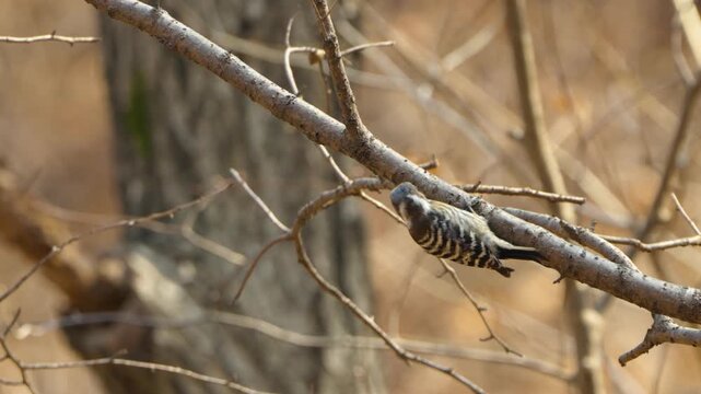 Japanese pygmy woodpecker clings upside down on bare branch foraging quietly inwoodland during early spring day