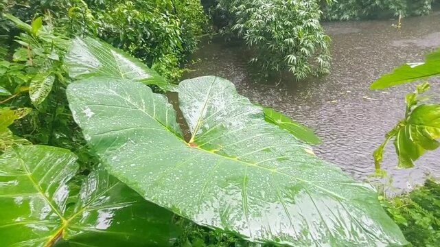 Raindrops falling on large green taro leaf during heavy rain in tropical country side