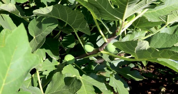 Static video of figs on a fig tree