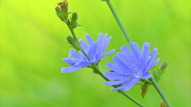 A video of a beautiful blue chicory flower in a meadow