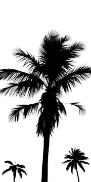 Palm tree silhouette on white background with black illustration, ||tropical, nature