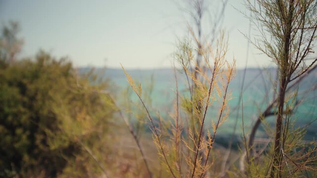 A close view of Mediterranean coastal shrub branches with the Adriatic Sea softly blurred in the background in Zadar Croatia.
