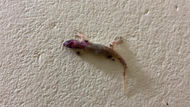 Close-up of injured house gecko resting on a rough painted wall, wildlife view.