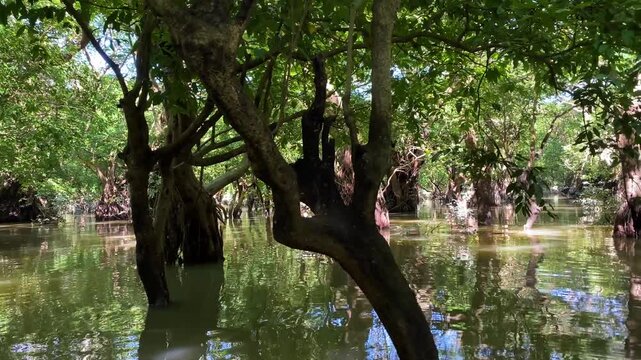 Submerged tree roots and calm swamp water in water flooded Ratargul swamp forest - nature and wetland conservation.