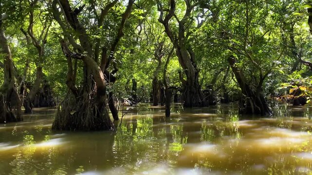 Sunbeams filtering through flooded forest canopy with submerged tree roots ratargul swamp forest, sylhet, Bangladesh, eco-tourism, nature and wetland view.