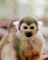 Close Up Portrait of a Common Squirrel Monkey (Saimiri sciureus) Looking at Camera © DEWINs