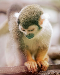 Peaceful Common Squirrel Monkey (Saimiri sciureus) Resting with Eyes Closed Close Up Portrait © DEWINs