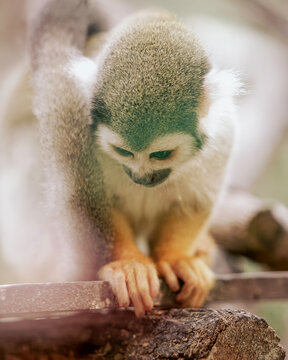 Close Up Portrait of Squirrel Monkey Looking Down on Tree Branch Wildlife Photography