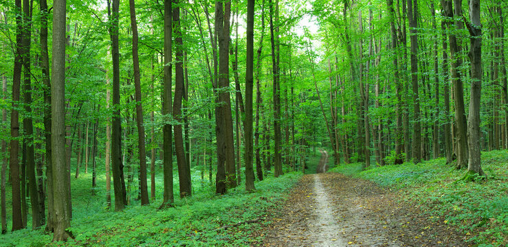 Green forest in summer. Forest landscape