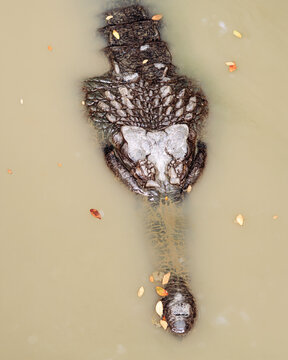 Top View of False Gharial Floating in Murky Water Wildlife Portrait