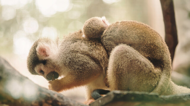 Baby Squirrel Monkey Riding on Adult While Foraging in Tropical Forest