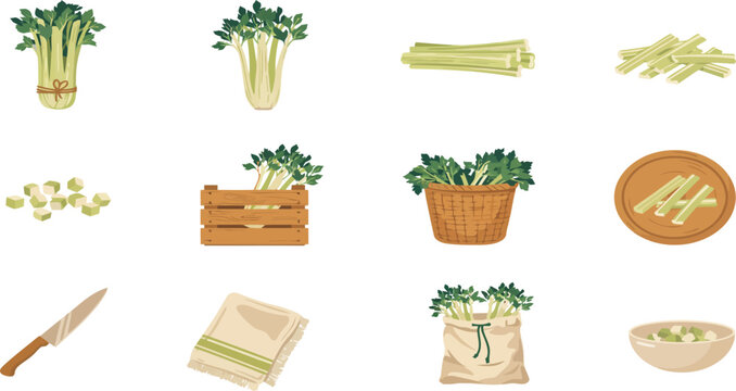 Flat vector illustration set of fresh celery stalks chopped pieces and kitchen tools for healthy food preparation