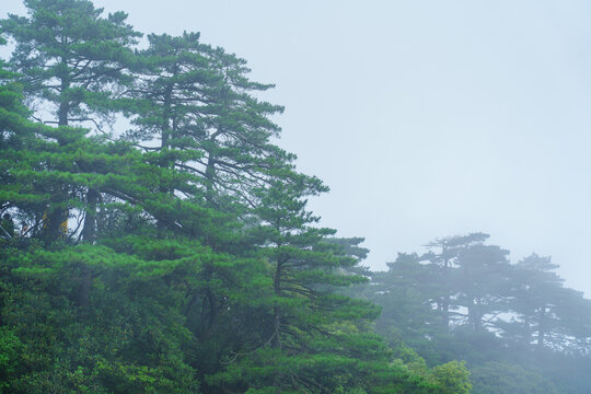 Green pine trees grow on the rocky cliffs of Sanqingshan Mountain in Jiangxi China surrounded by thick morning fog and mist in a peaceful nature landscape