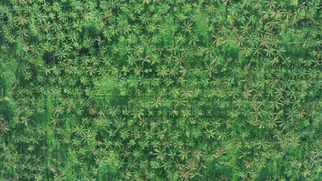 Aerial drone shot flying over a lush green tropical jungle filled with countless palm trees. A beautiful natural landscape in South America