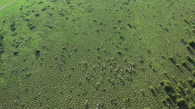 Top-down aerial view of a huge herd of Zebu cattle running across the Llanos plains in the Orinoquia region of Colombia during a sunny day