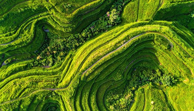 green grass texture overhead view