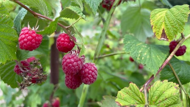Women's hands pick white and red raspberries from a bush. seasonal berries and fruits harvesting
