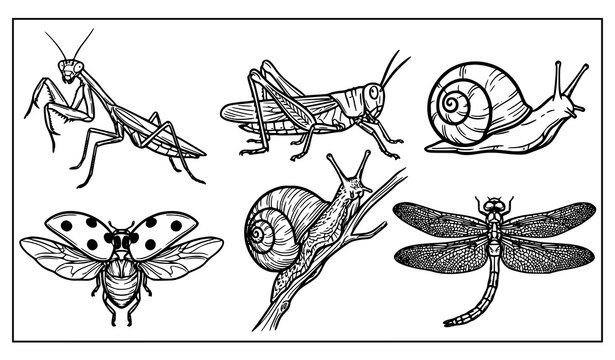 Hand drawn insect and small garden animal outline vector collection with mantis grasshopper snail ladybug and dragonfly