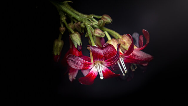 Bilimbi flowers blooming on stem against dark background