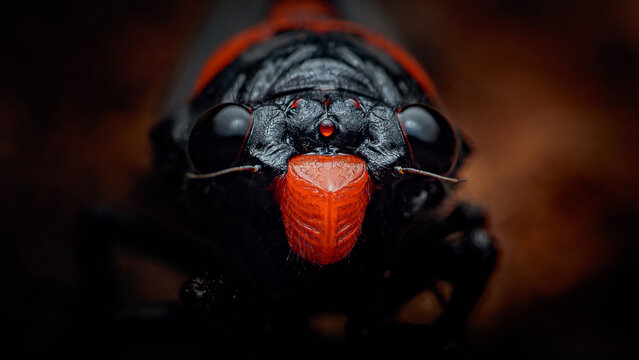 Close-up red black cicada insect head macro