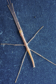 Stick insect with excellent camouflage and adaptation