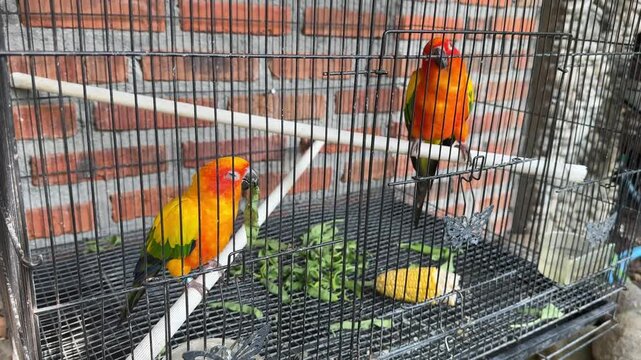 4k footage of two vibrant sun conures in a cage, with one perched on a pole eating green leaves while the other just stands and looks. Bird activities in a cage. 