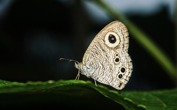 Butterfly with eyespots resting on green leaf