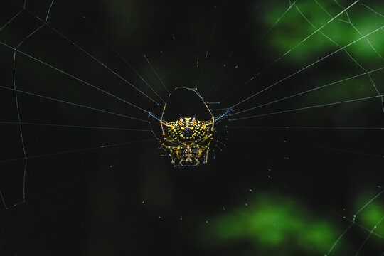 Spiny orb weaver spider building intricate web