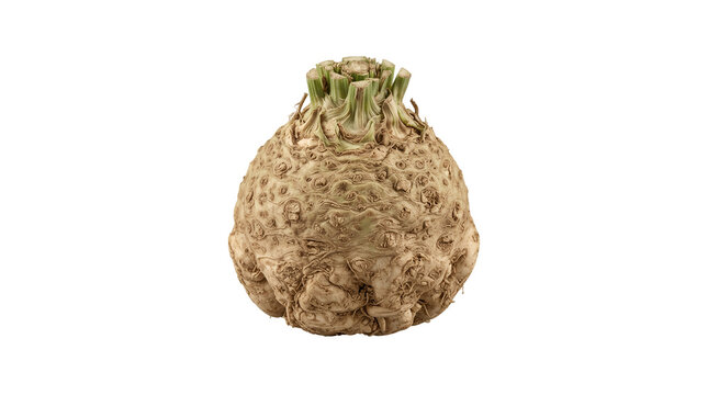 Whole fresh celeriac root with textured skin is isolated on a plain light gray background for food photography.
