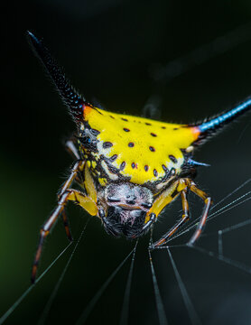 Spiny orb weaver spider on web creating pattern