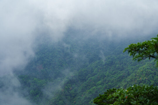 Dense clouds and thick mist cover the lush green mountain slopes of Sanqingshan Mountain in Jiangxi China during a rainy day in the forest